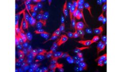 AGE Mouse anti-Mouse, Clone: 6C7, MilliporeSigma 100 &mu;g;Unconjugated:Antibodies,